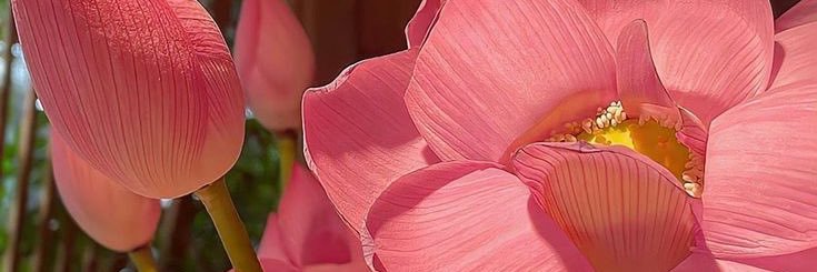 AlondraSsoto's profile banner image