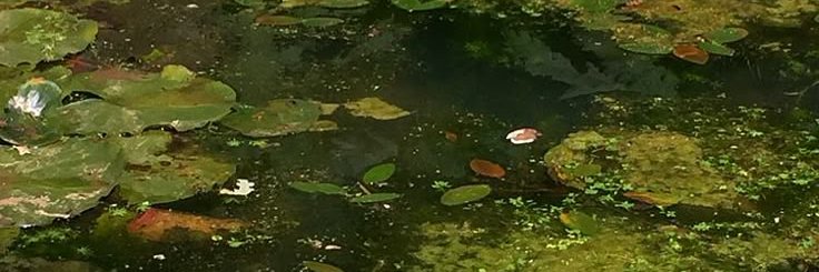 aster | nightshadow banner