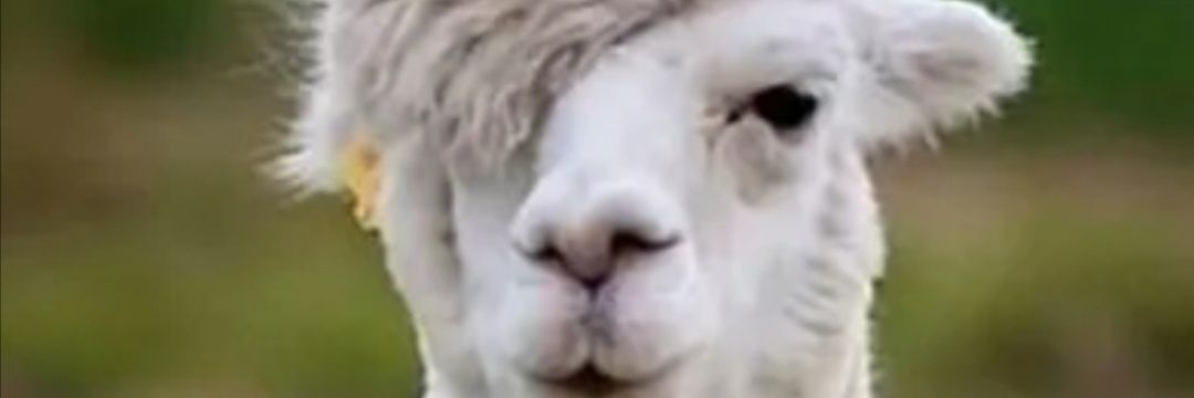 Wasppppppppp's profile banner image