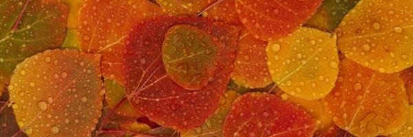ScarlettScribe's profile banner image