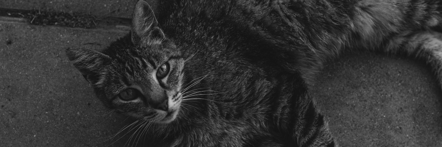 sgnsq's profile banner image