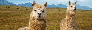 howfastwasllama's profile banner image