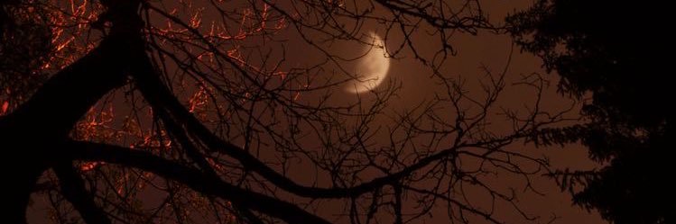 CopemanClara's profile banner image