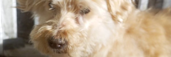 _MaltiuU_ Profile Banner