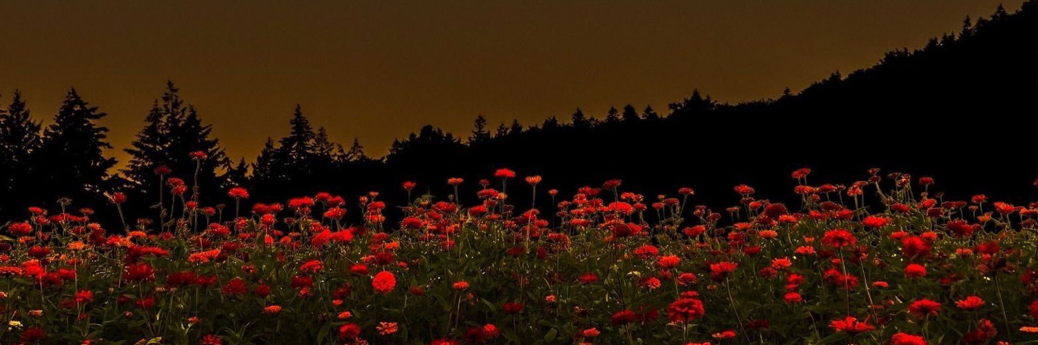 vanityofsara's profile banner image