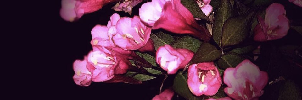 HannahDAbrams's profile banner image