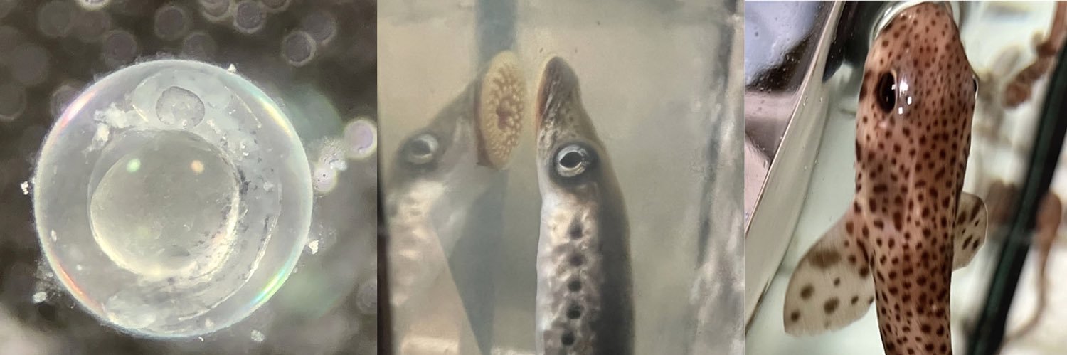 Laura Glez Llera banner