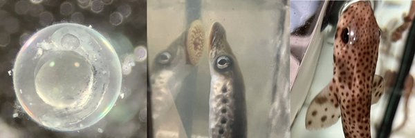 LauraLlerag Profile Banner