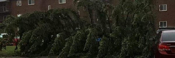 LadybugOTC Profile Banner