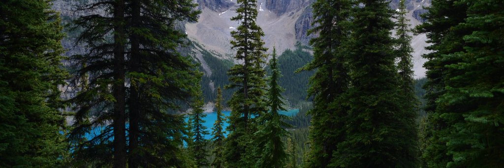 Carolyn Durley banner