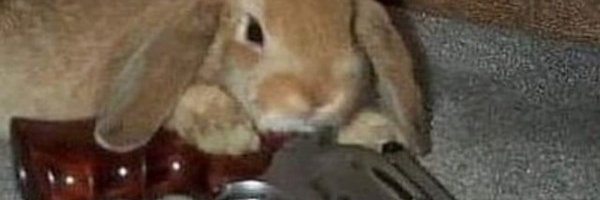 Afal's profile banner image