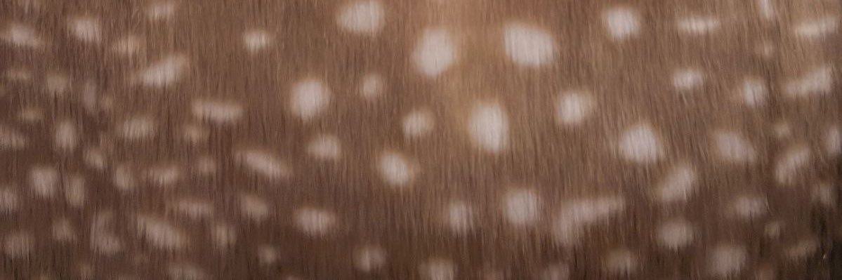 from_ryuu's profile banner image