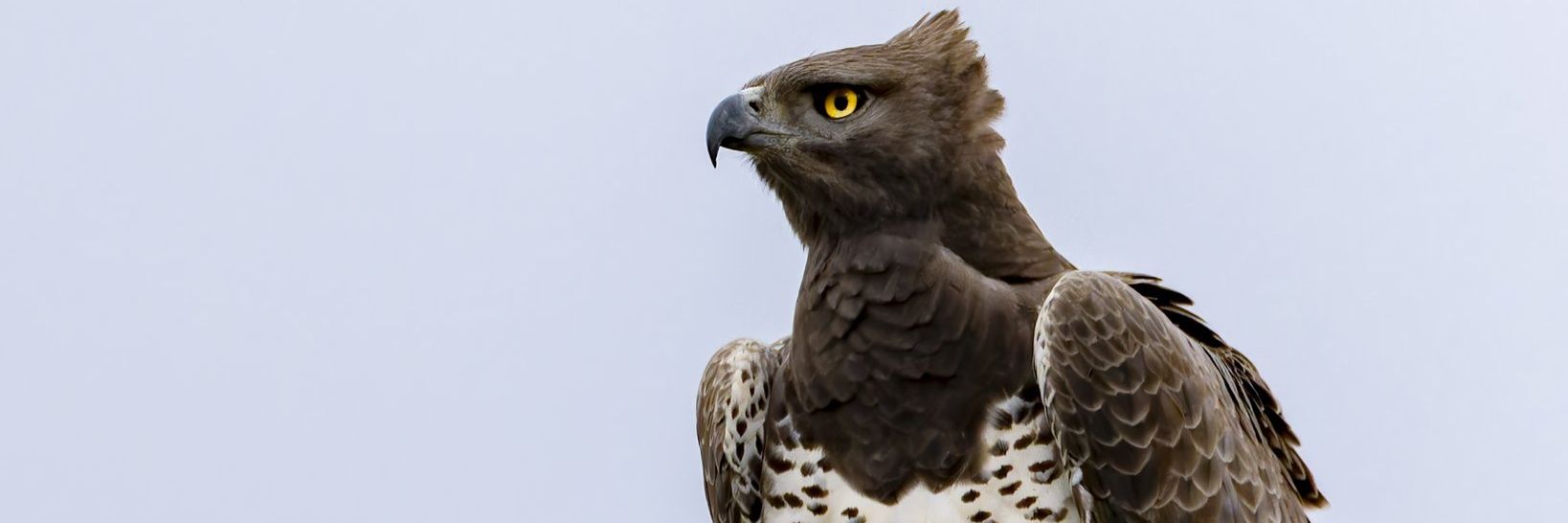 Aquila Global 🦅⁷⁷⁷ banner