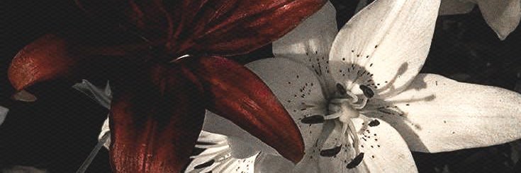 ◡◡ venus .ᐟ banner