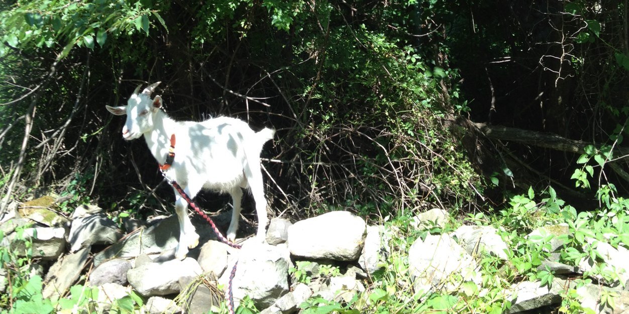 melissa flashman banner