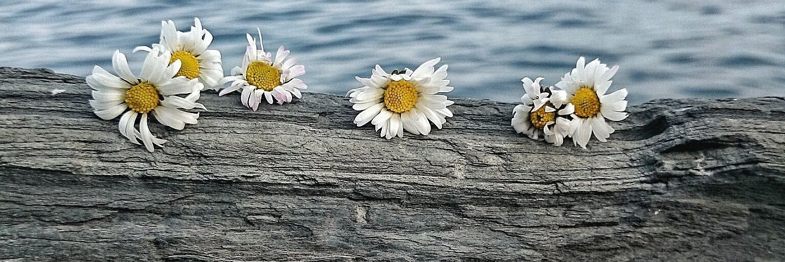 sevdemiom's profile banner image
