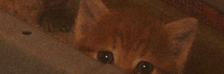لی لی banner