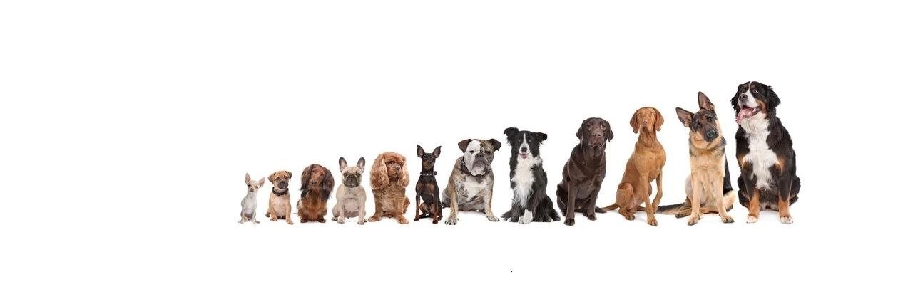 Dogsized's profile banner image