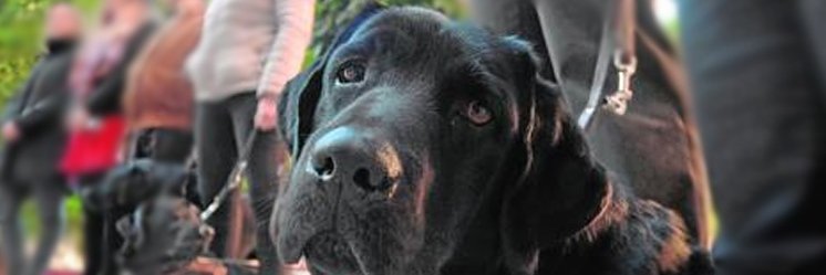 perrosguiamurcia.org banner