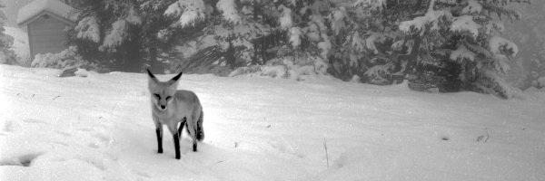 SamFoxhill Profile Banner