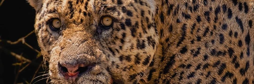 leopardodj banner