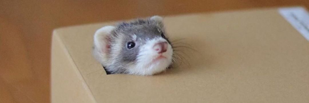 Ferret Every Hour's banner