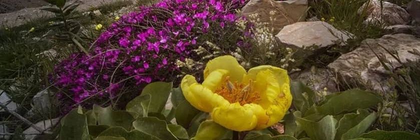 جاناتان مرغ مهاجر banner