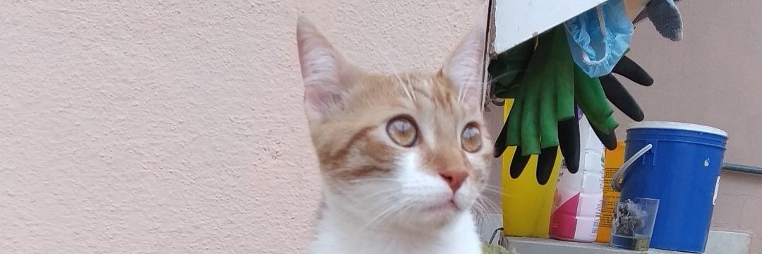 maulmejo's profile banner image