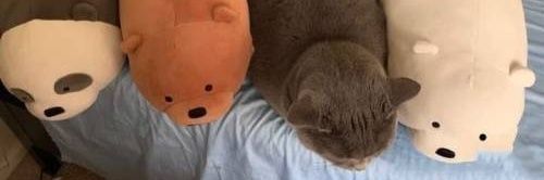 sorryimlols's profile banner image