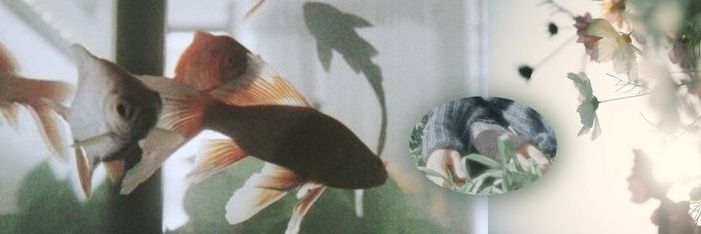 Skal banner