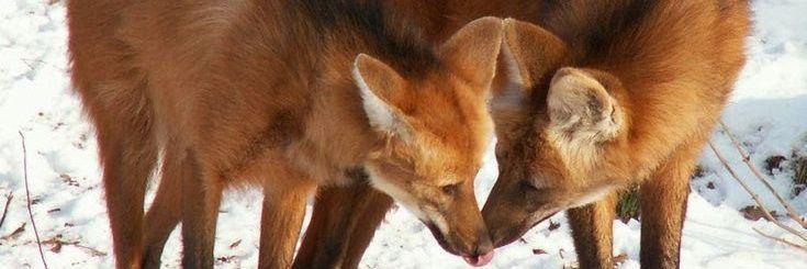 ✴️Wolframeas 🔨🌺|🍊🍆| banner