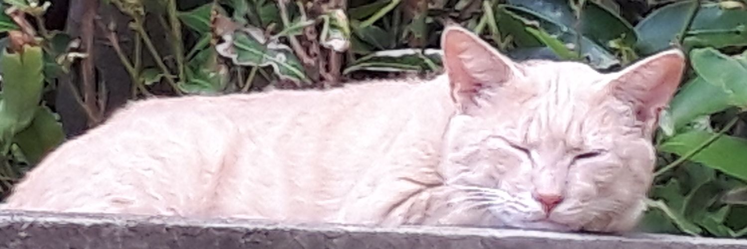 mochi42's profile banner image