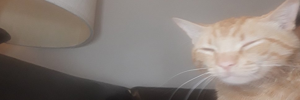 DumbPotaTOE's profile banner image