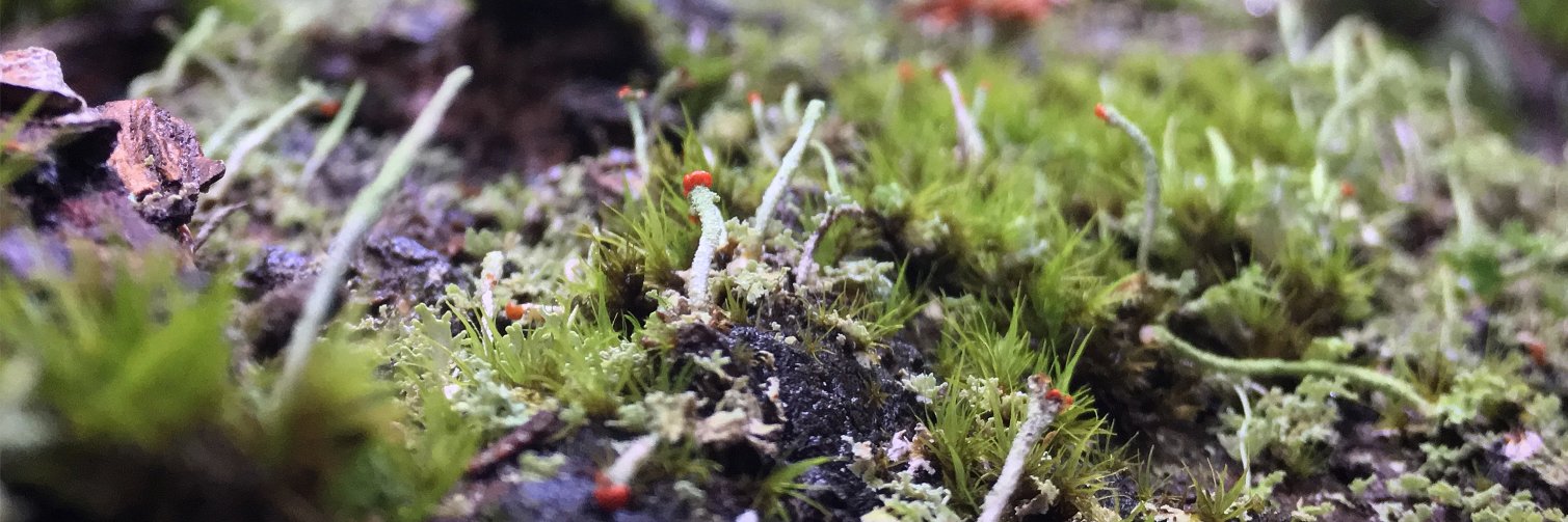 Judith Patudith banner