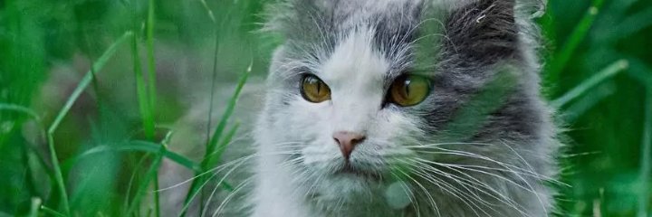 cryptsteamers's profile banner image