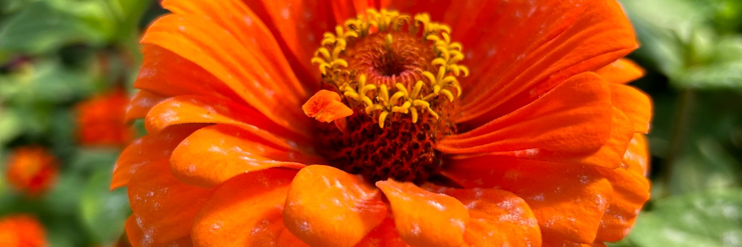 dasullivan's profile banner image