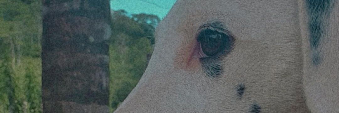 _LaviniaL's profile banner image