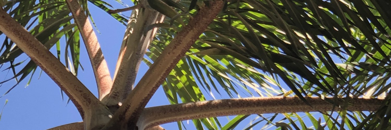 jensmack's profile banner image