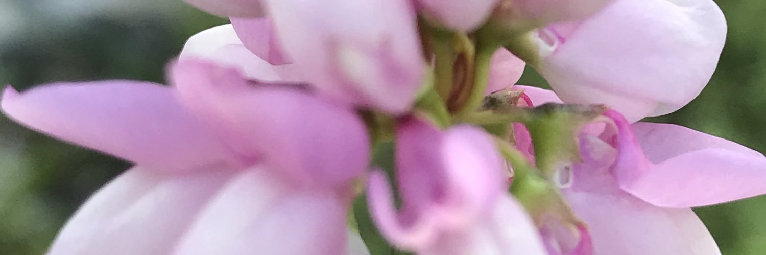 mrtcglr's profile banner image