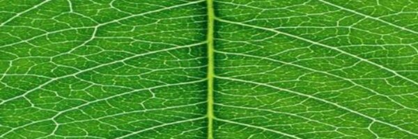 OSHIM Profile Banner
