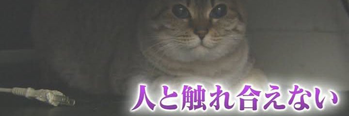 ﾗﾌﾞﾘｰらいかたゅ banner