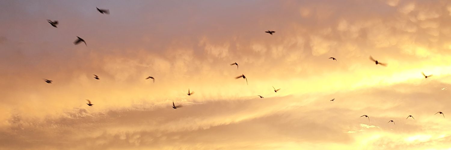 Lou✨️ banner