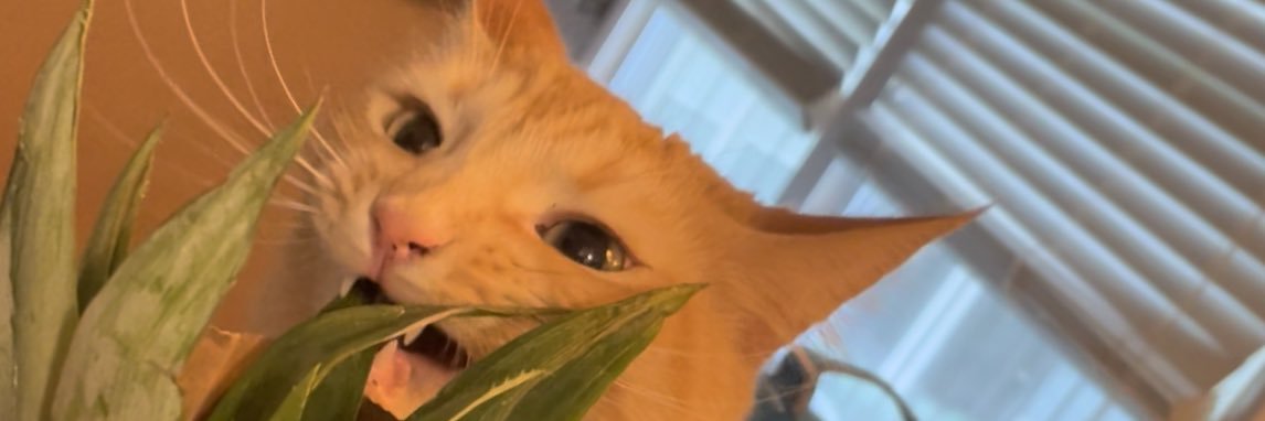 Smöl Patrick (& Gilly 🙄) banner