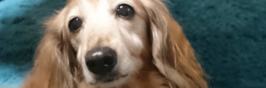 karotann's profile banner image