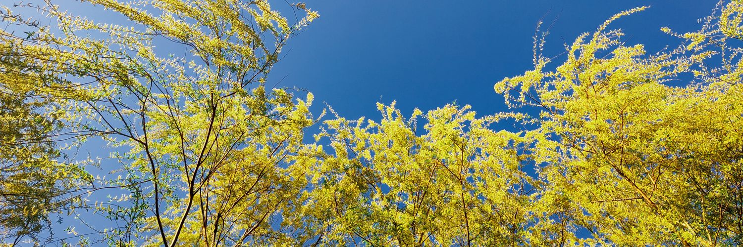 vanlose.eth🥬 banner