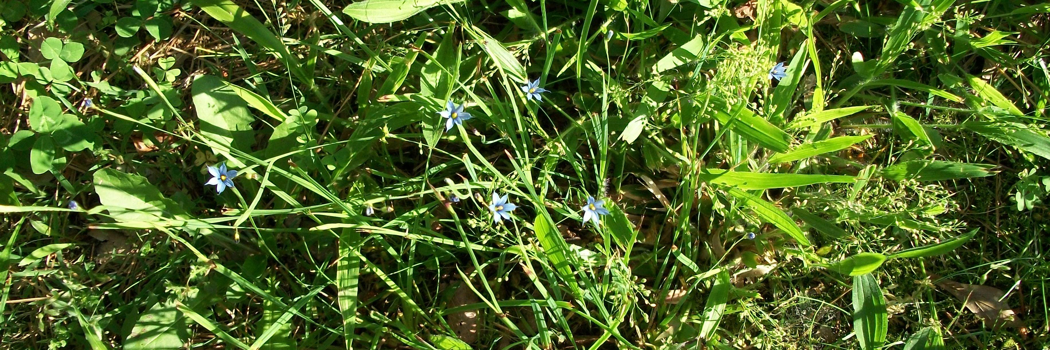 WILLIAM STAAK JR banner