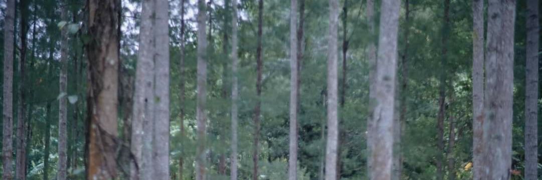 lightcotton's profile banner image
