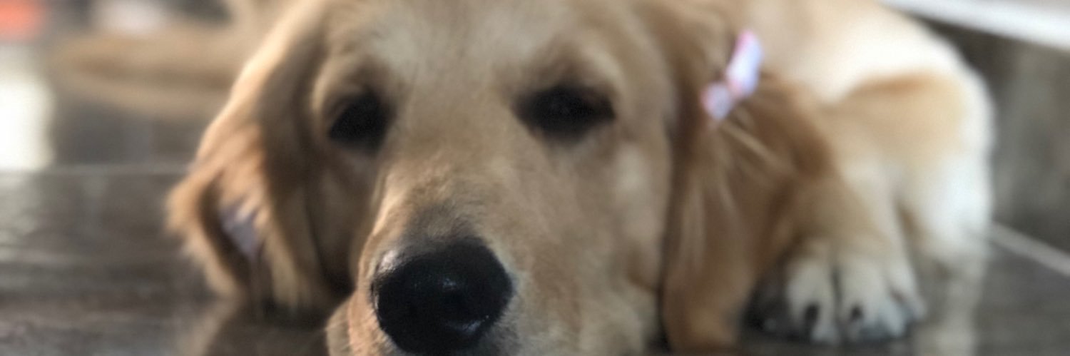 heyjoge's profile banner image