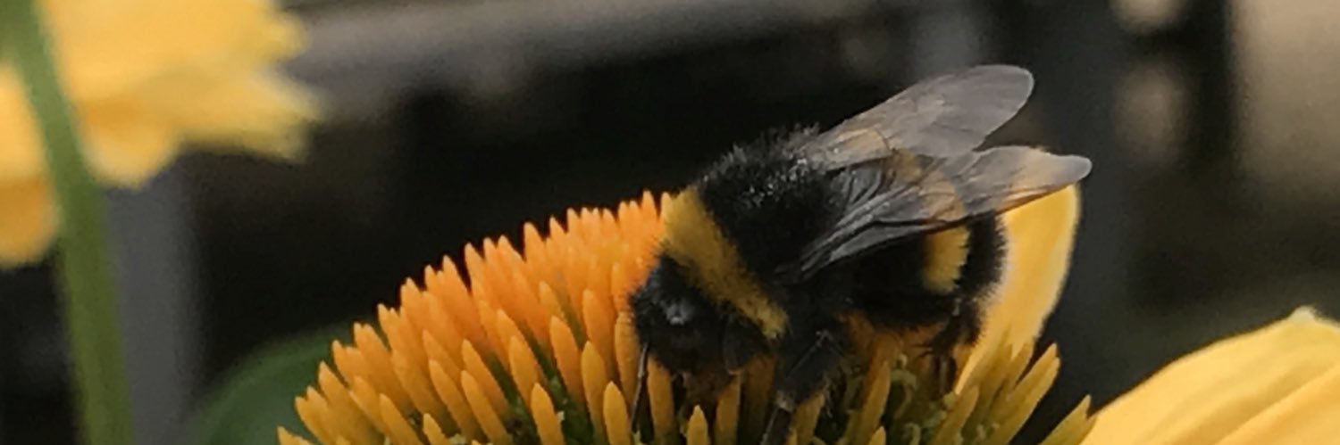 ponguspongus's profile banner image