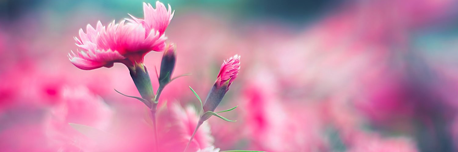 kyoko_s's profile banner image